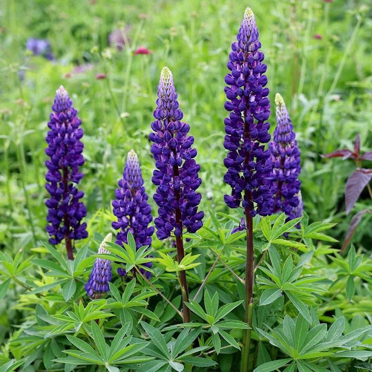 Lupinus polyphyllus Gallery&trade; Gallery Blue