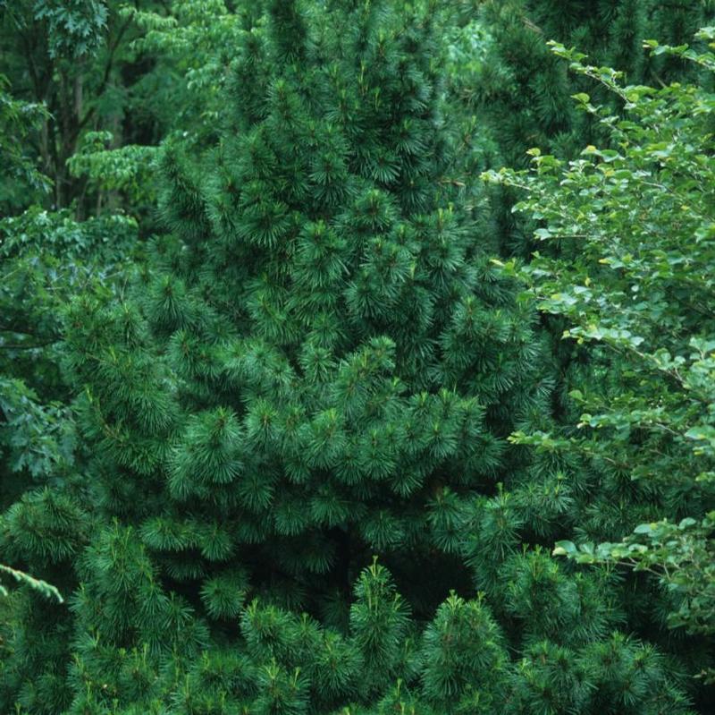 Sciadopitys verticillata 