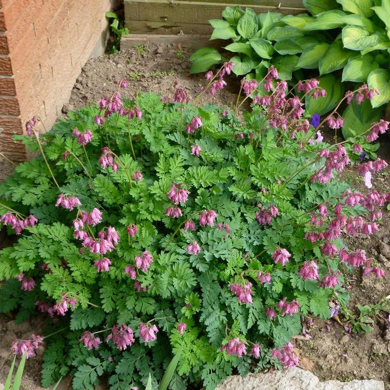 Dicentra formosa Luxuriant