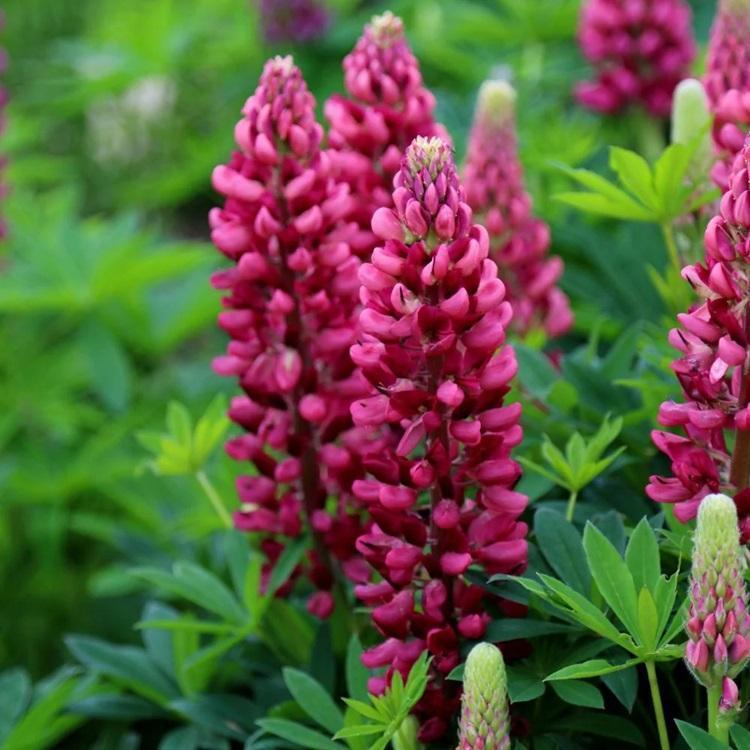 Lupinus polyphyllus Gallery&trade; Gallery Red