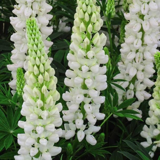 Lupinus polyphyllus Gallery&trade; Gallery White