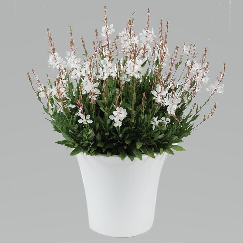 Gaura lindheimeri Steffi White