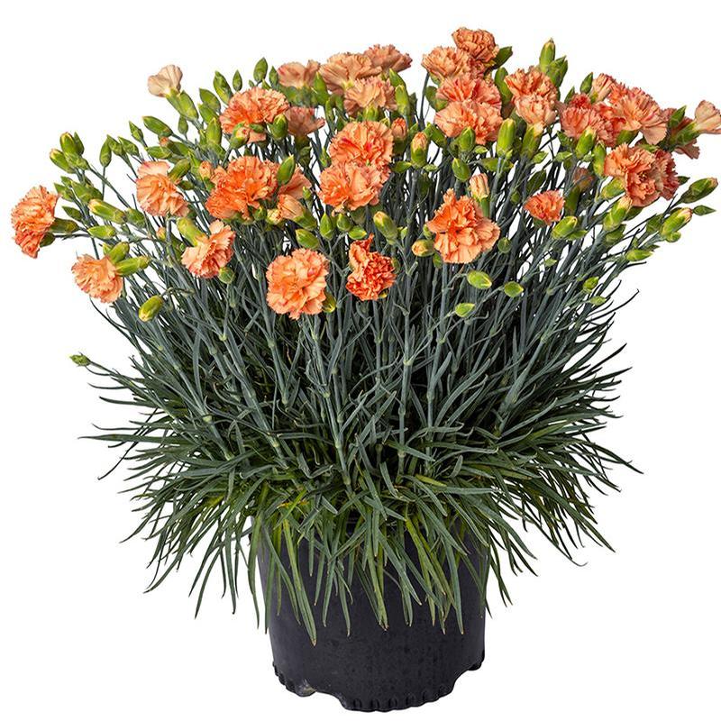Dianthus x Scent First&reg; Orange Sparkler