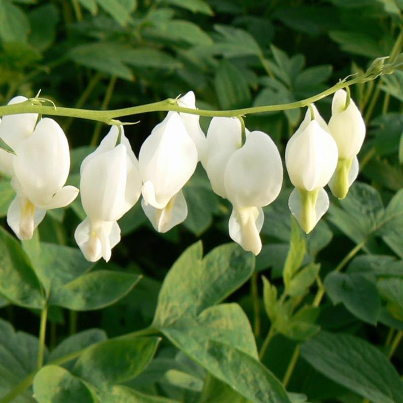 Dicentra spectabilis Alba