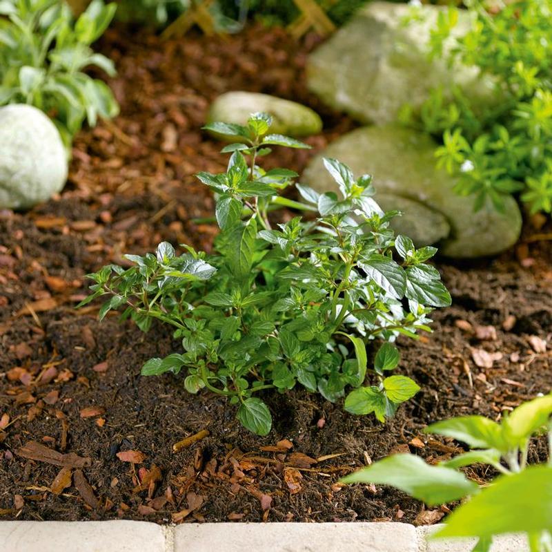 Mentha piperita Chocolate