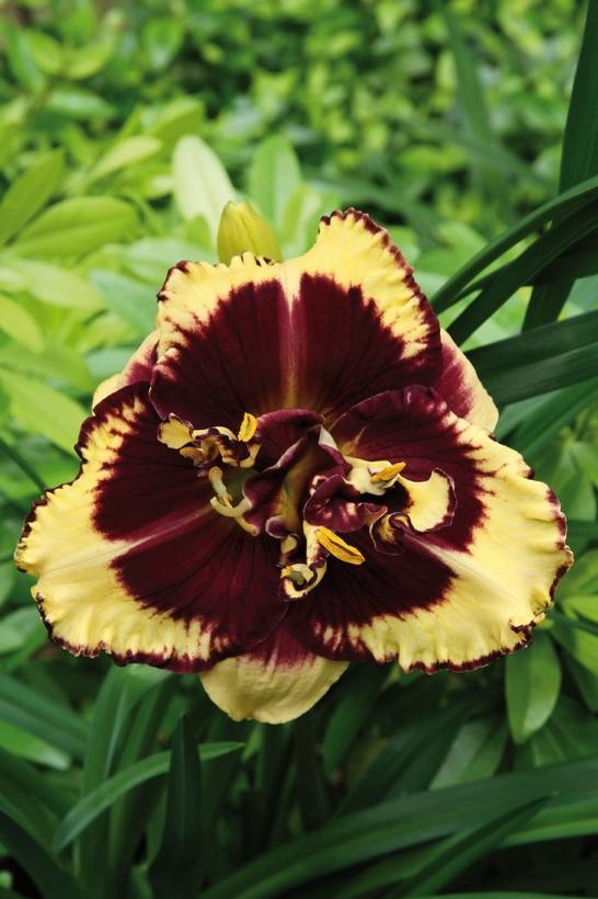 Hemerocallis Tiger Blood