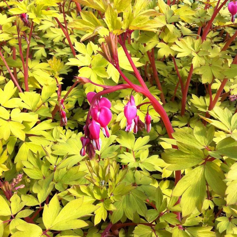 Dicentra spectabilis Gold Heart