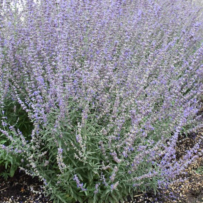 Perovskia atriplicifolia Jelena
