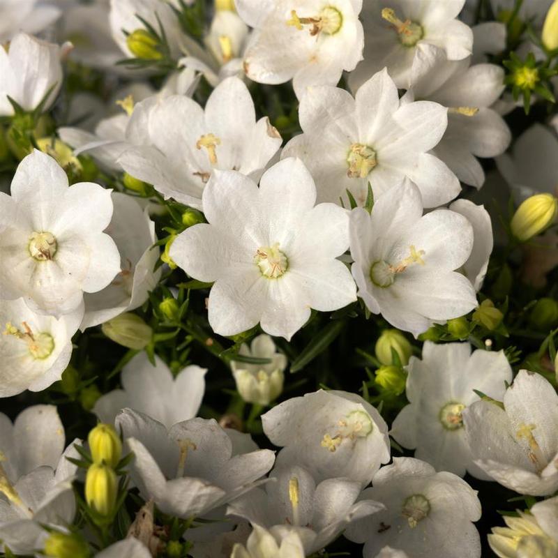 Campanula interspecific Cariboo White