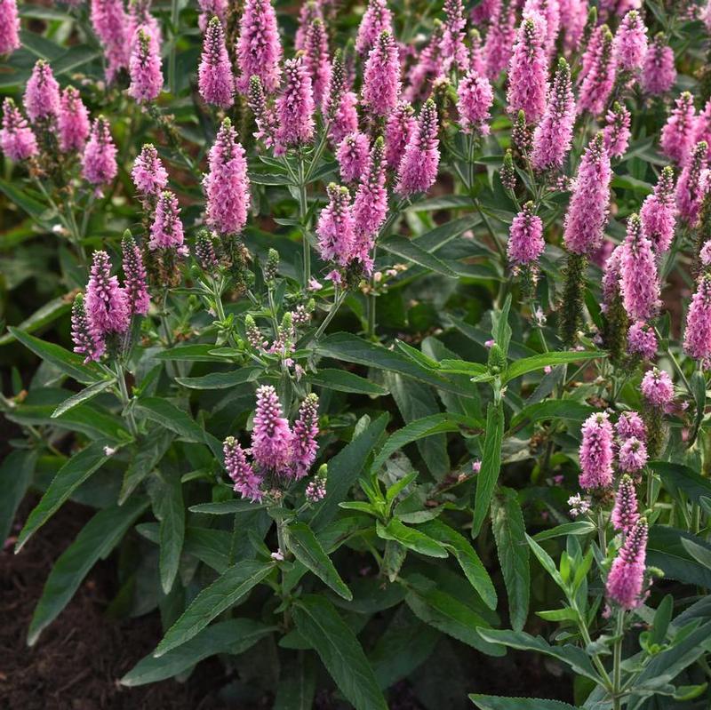 Veronica longifolia Skyward Pink
