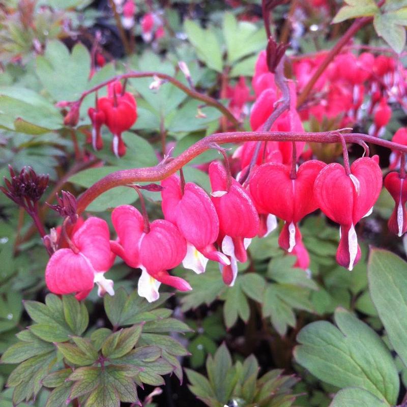 Dicentra spectabilis Hordival