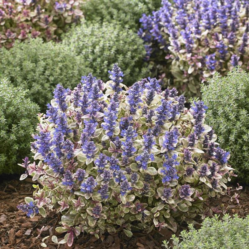 Ajuga tenorii Princess Nadia