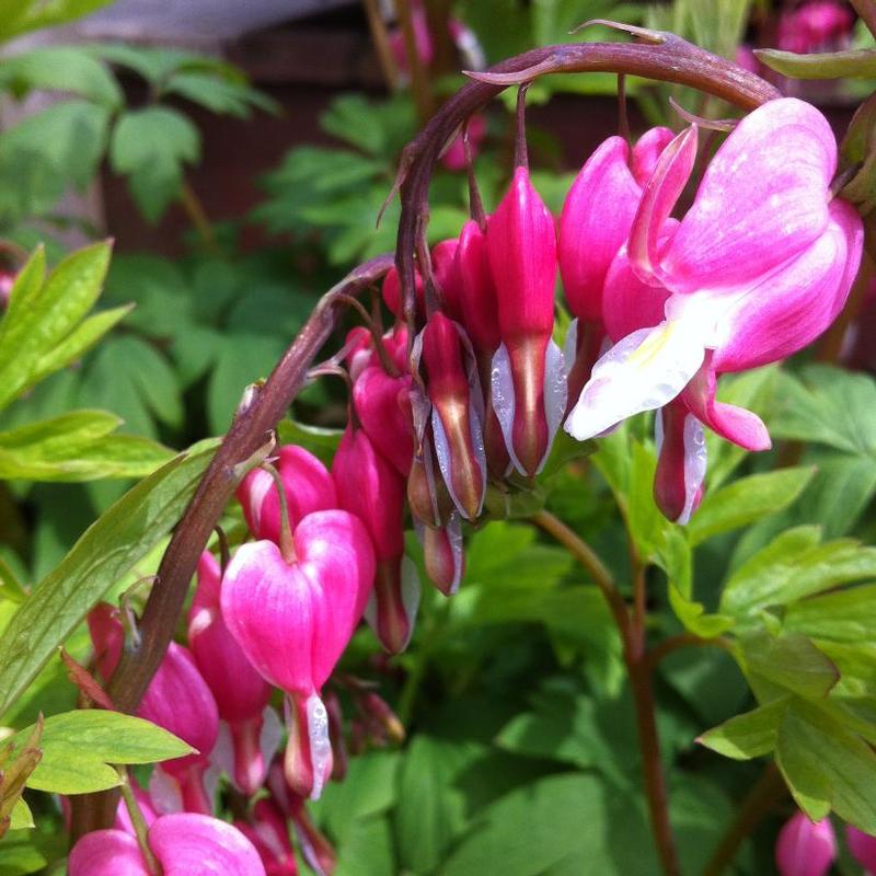 Dicentra spectabilis 