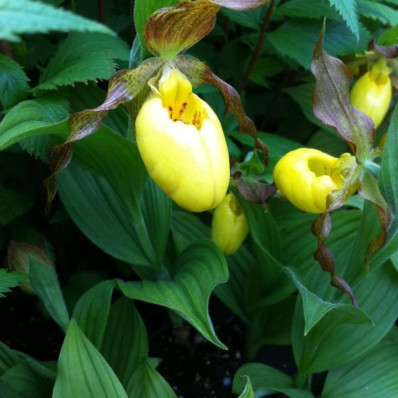Cypripedium parviflorum var. pubescens 
