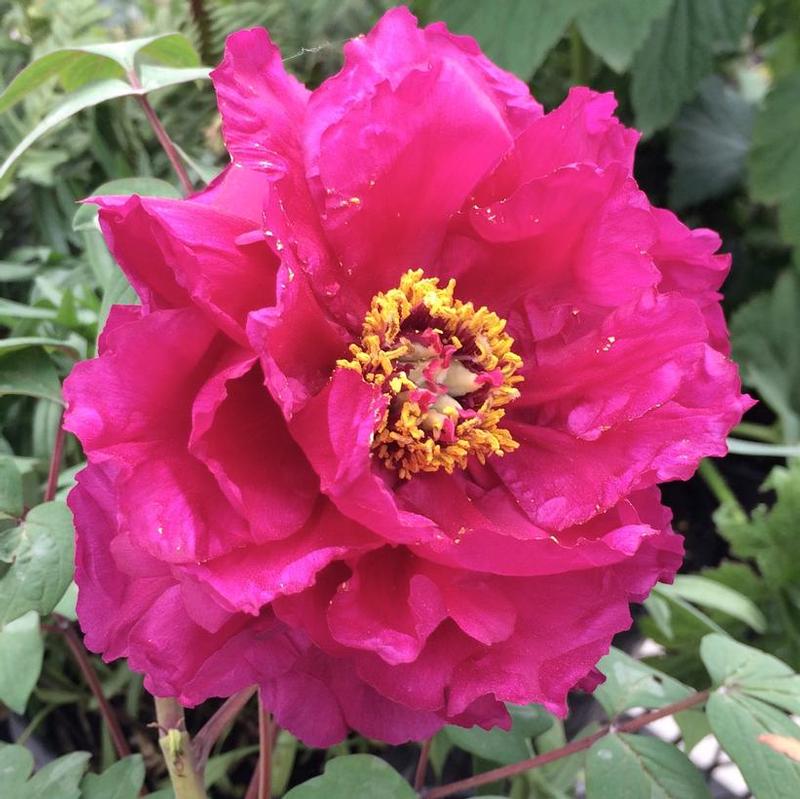 Paeonia suffruticosa Shimadaijin