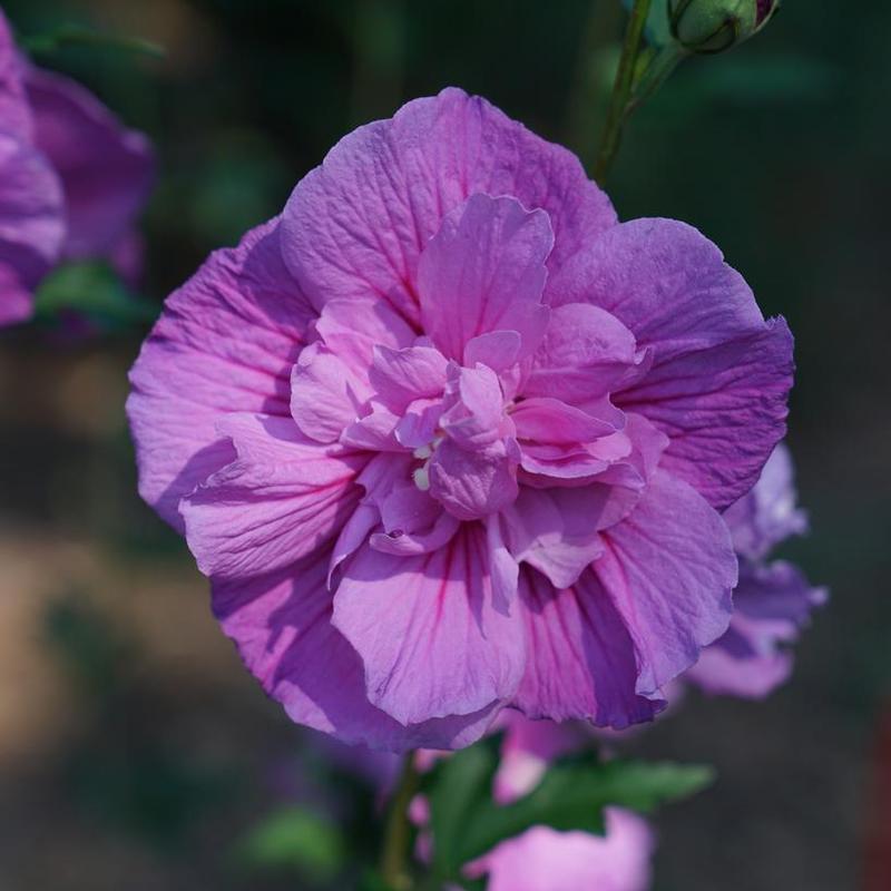 Hibiscus syriacus Chiffon&reg; SMNHSPCL