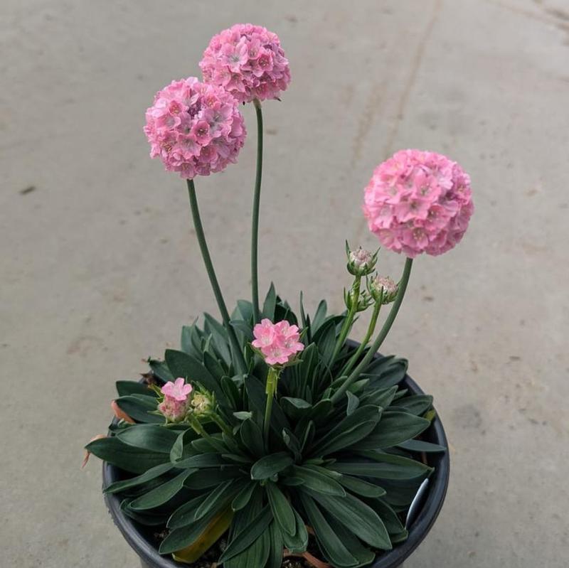 Armeria pseudarmeria Dreameria&reg; Daydream