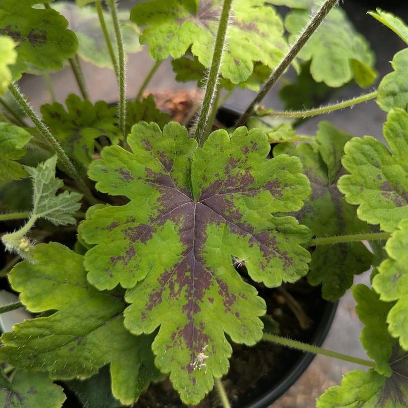 Tiarella x Fingerpaint