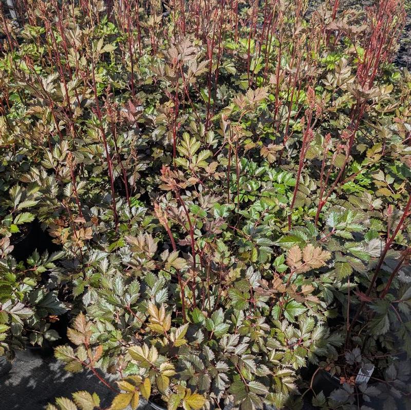 Astilbe chinensis Mighty Mighty Chocolate Cherry