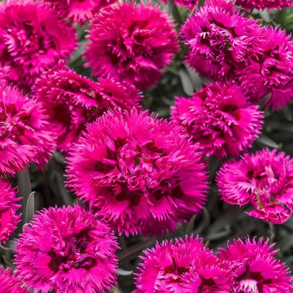 Dianthus x Fruit Punch&reg; Spiked Punch