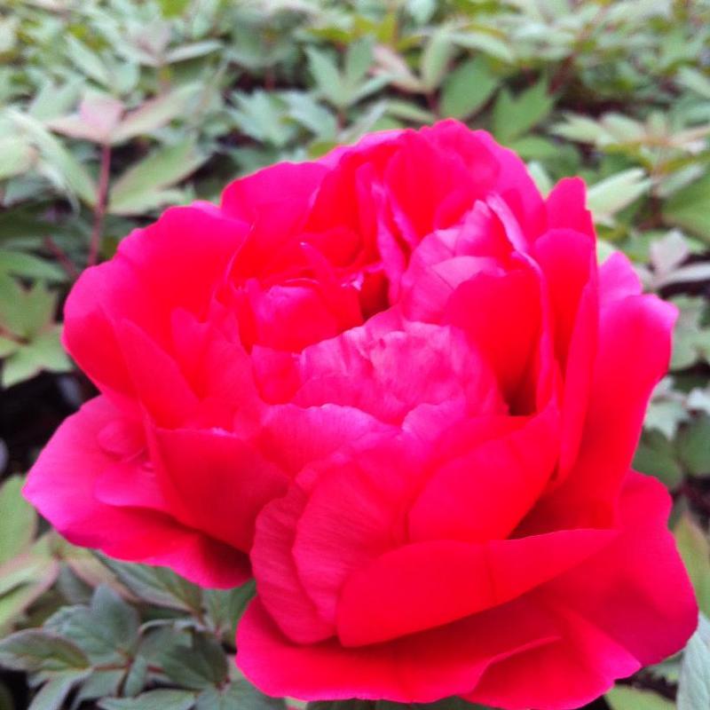 Paeonia suffruticosa Kao