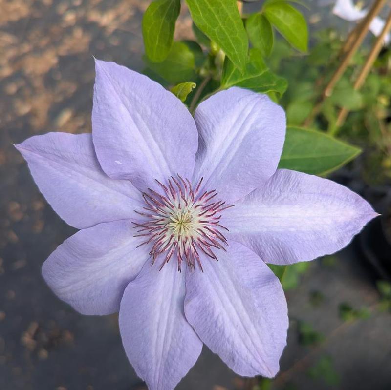 Clematis x Boulevard&reg; Evipo061