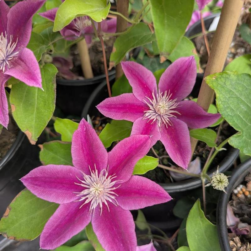 Clematis x Boulevard&reg; Evipo113