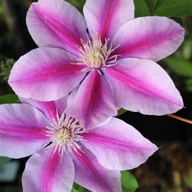 Clematis x Boulevard&reg; Evipo082
