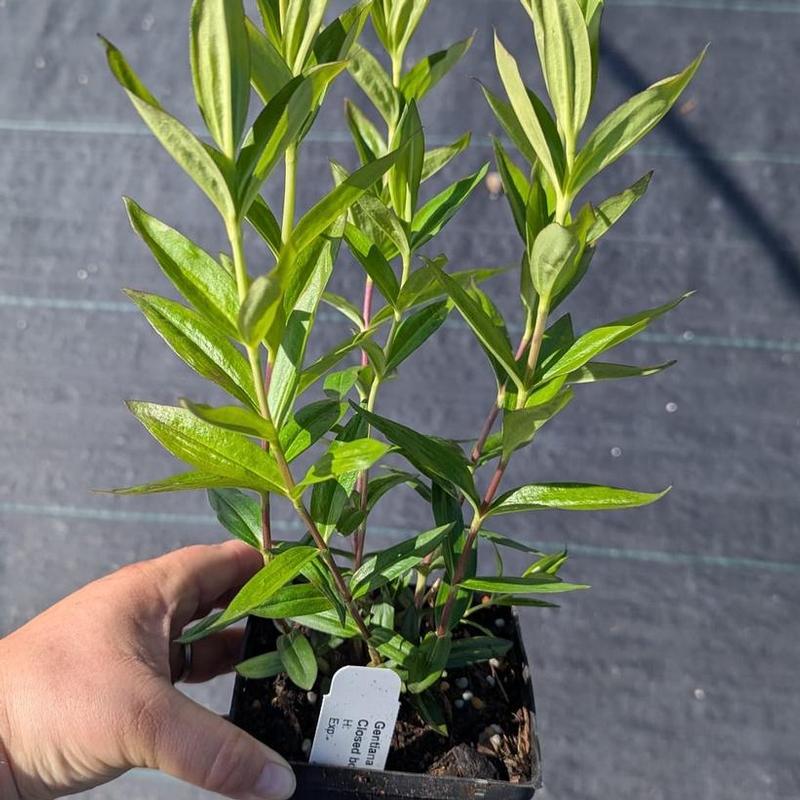 Gentiana andrewsii 