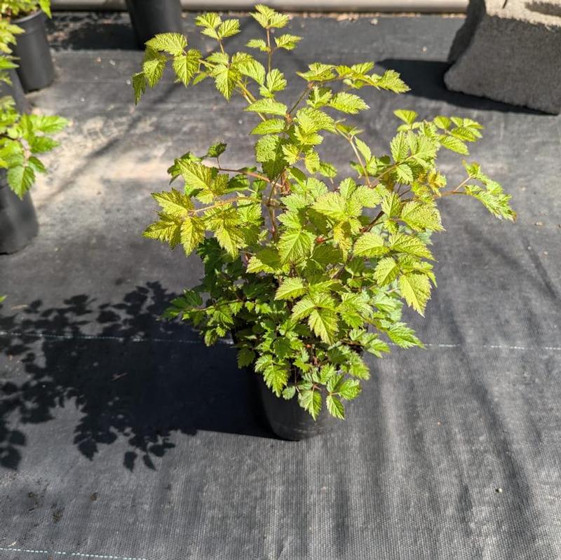 Astilbe x arendsii Color Flash&trade; Lime