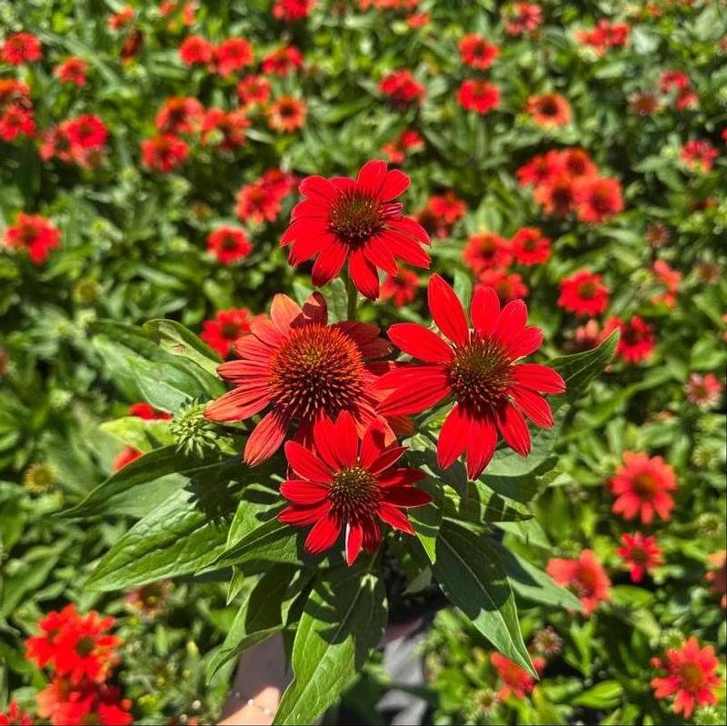 Echinacea x Sombrero&reg; Fiesta Orange