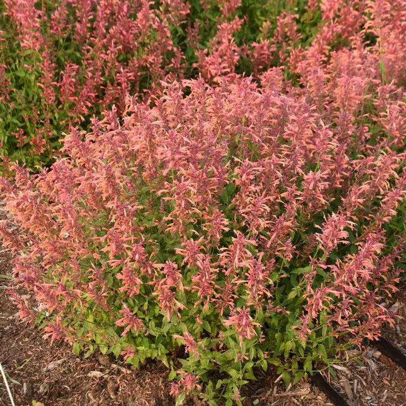 Agastache x Guava Lava