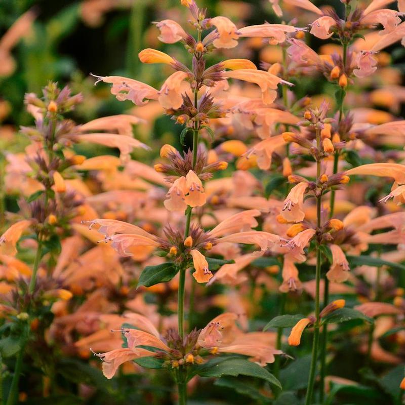 Agastache x Mango Tango