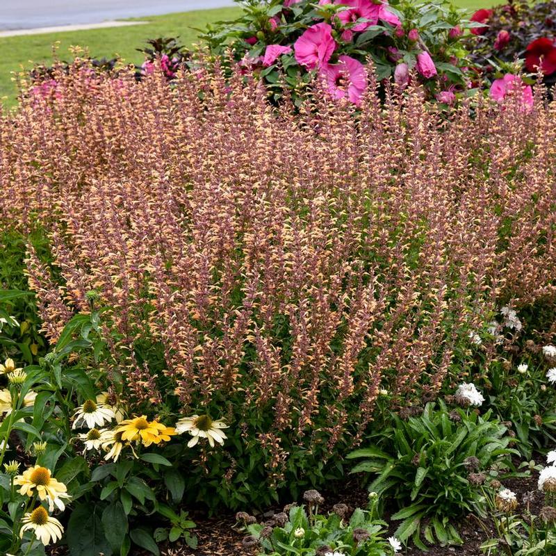 Agastache x Meant to Bee&reg; Queen Nectarine