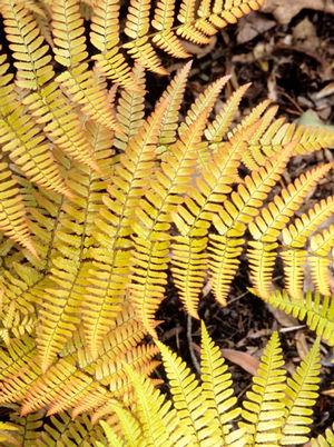 Dryopteris erythrosora Brilliance