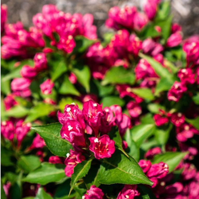 Weigela x JS4