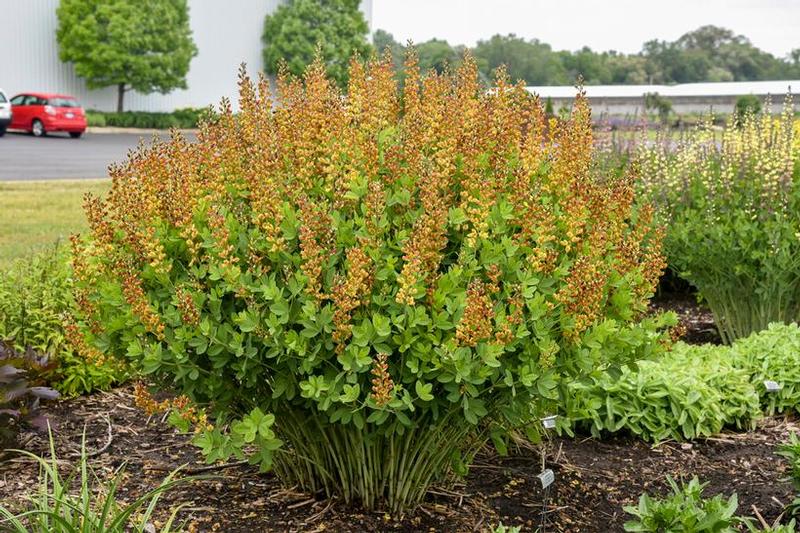 Baptisia x Decadence&reg; Cherries Jubilee