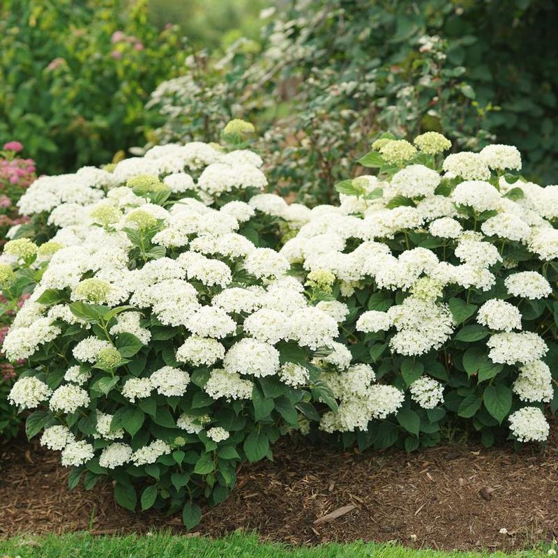 Hydrangea arborescens SMNHAWH
