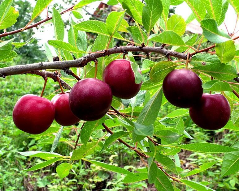 Cherry-plum x Manor