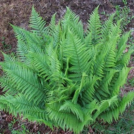 Dryopteris filix-mas 