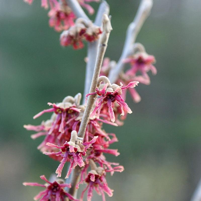 Hamamelis x intermedia Amethyst
