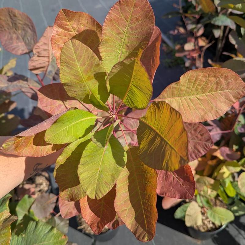 Cotinus obovatus 