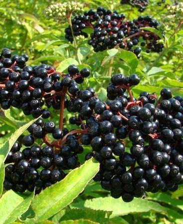 Elderberry Victoria