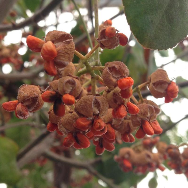 Euonymus fortunei Coloratus