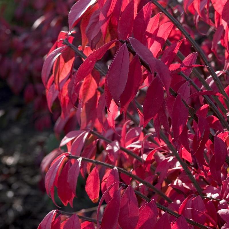 Euonymus alatus Compactus