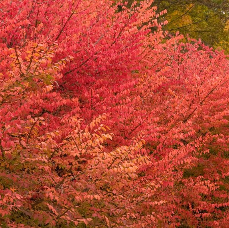 Euonymus alatus 