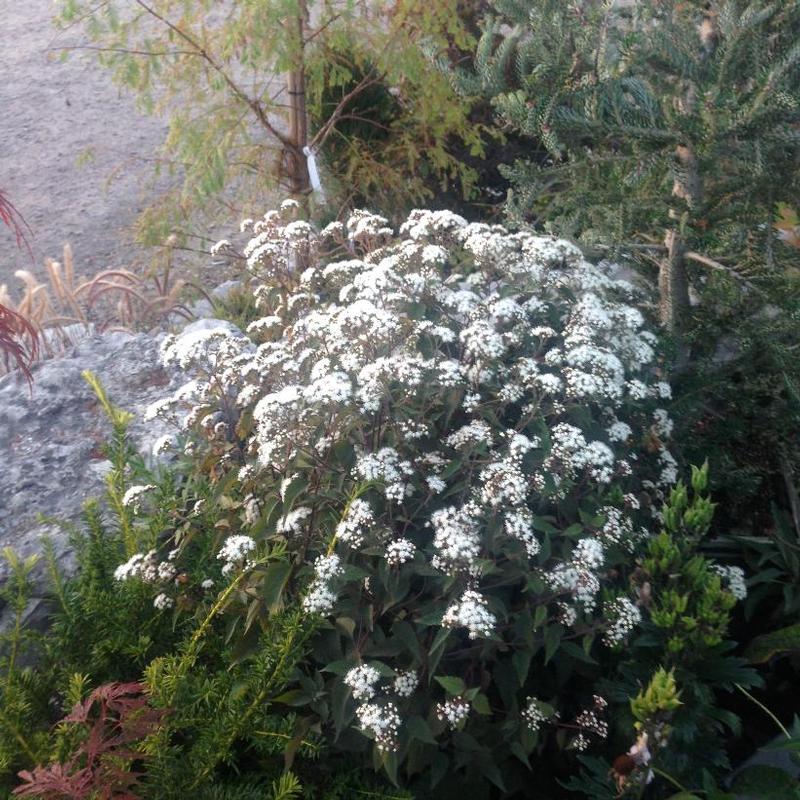 Eupatorium rugosum Chocolate