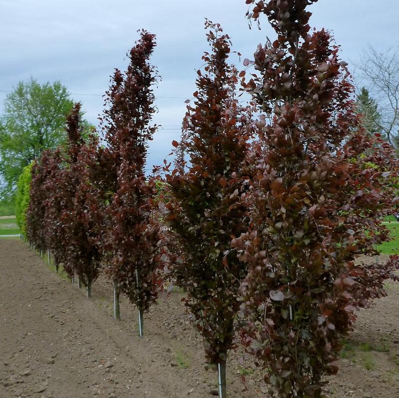 Fagus sylvatica Dawyck Purple