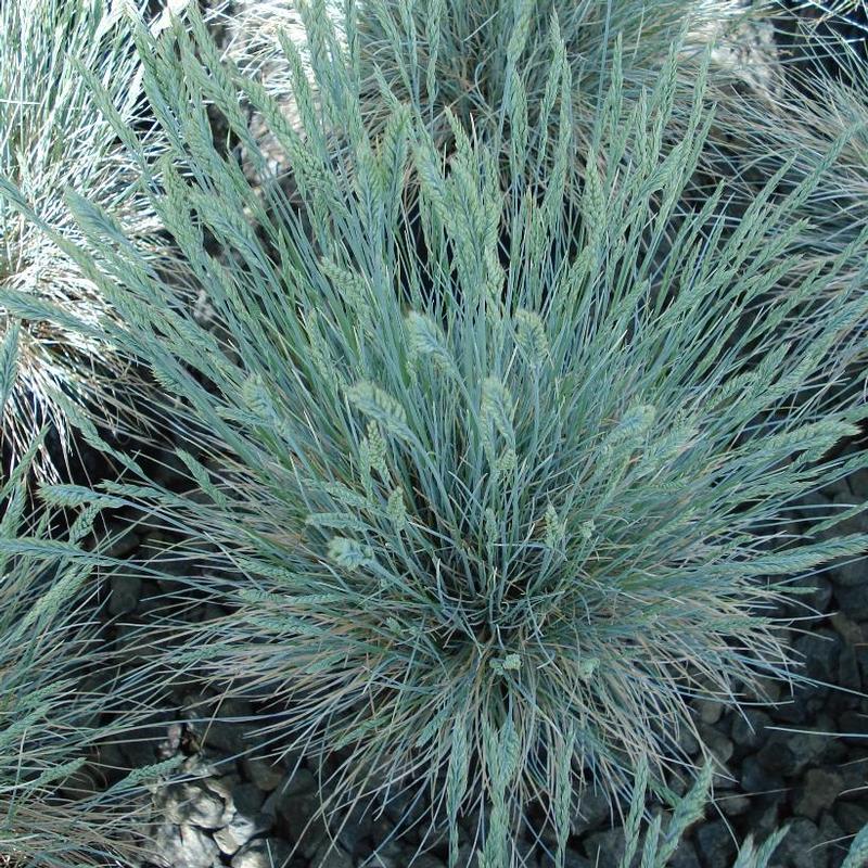 Festuca glauca Boulder Blue