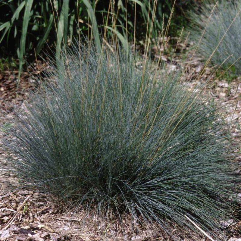 Festuca glauca Elijah Blue